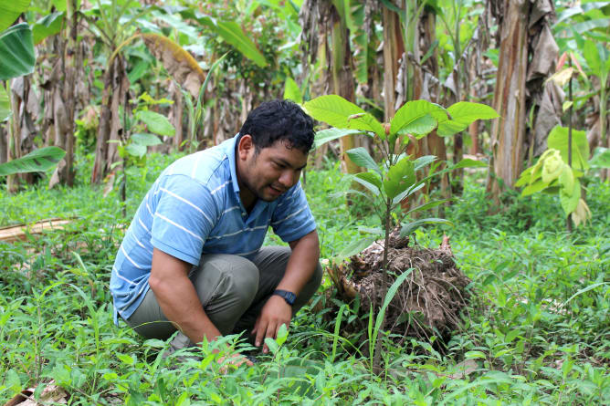 «Plant Your Own Cacao Tree»