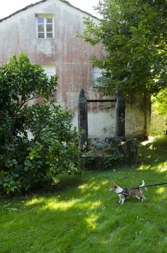 faceofthehouse#oursetdog#photo by Isabelle Simmen 