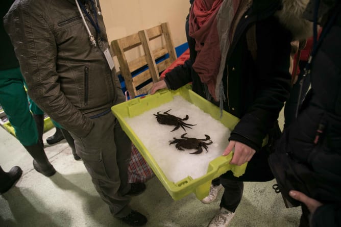 crabs#props#Viveiro#Spain#fishmarket