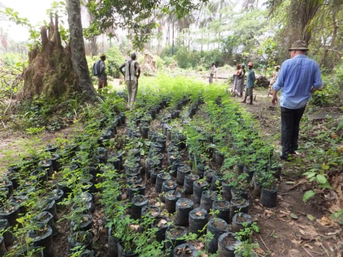 Pépinière de pieds de Moringa