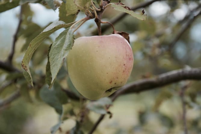 Ein unförmiger Bio-Apfel der es Wert ist gepflückt zu werden.