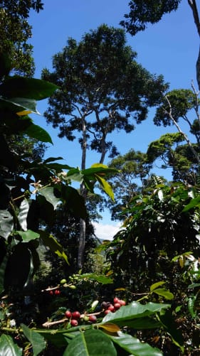 Unser Kaffee wächst auf biologischen Agroforstkulturen.