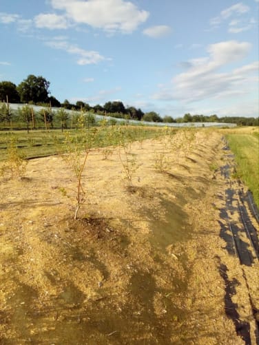 Plantation de myrtilliers pour l'autocueillette 