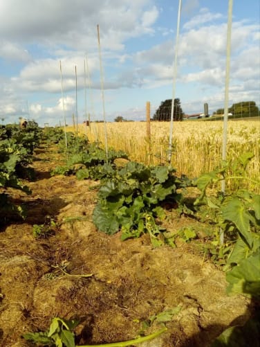 Rhubarbes et tomates poussant ensemble