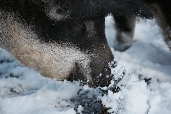 Spass im Schnee.