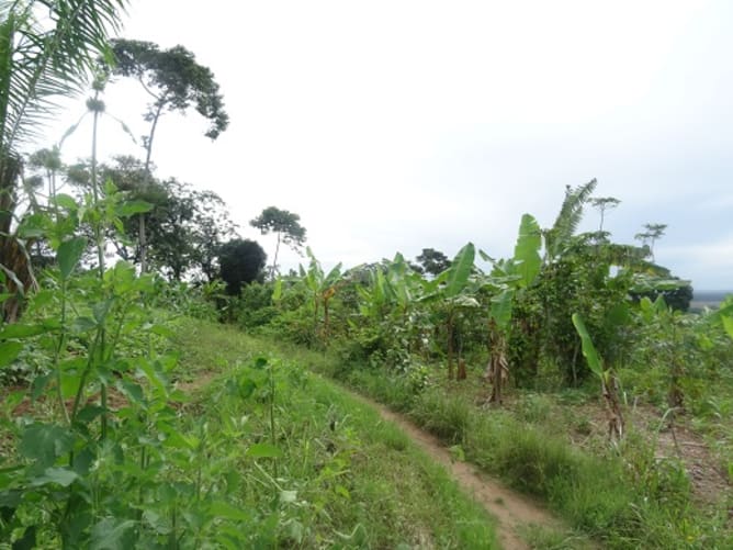 Plantations de bananes