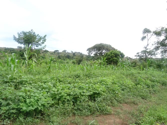 Plantations de cacahuètes et de soja