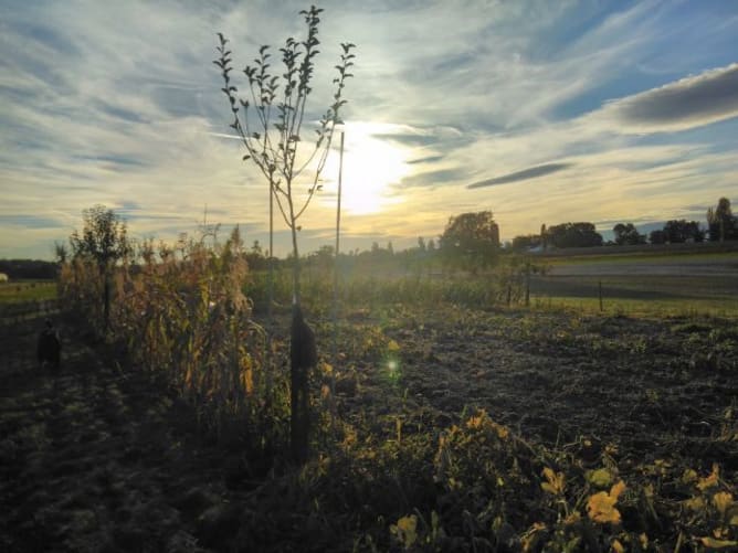 Poiriers d'anciennes variétés parmi le maïs noir et les courges