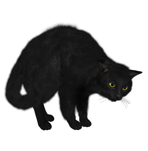 Black cat a witches familiar