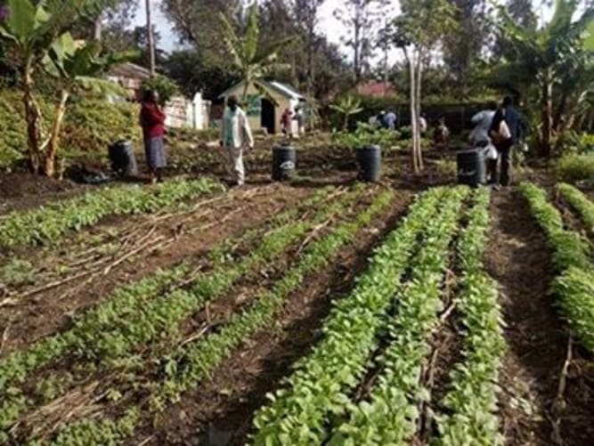 The GRP irrigation plot