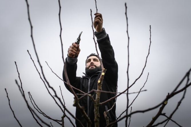 Taille des hautes tiges dans le verger agroécologique ( photo Alain Wicht_La Liberté)