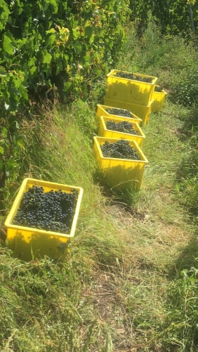 La Chute (Gamaret) magnifique récolte (450gr/m2) (1ère année en Biodynamie)