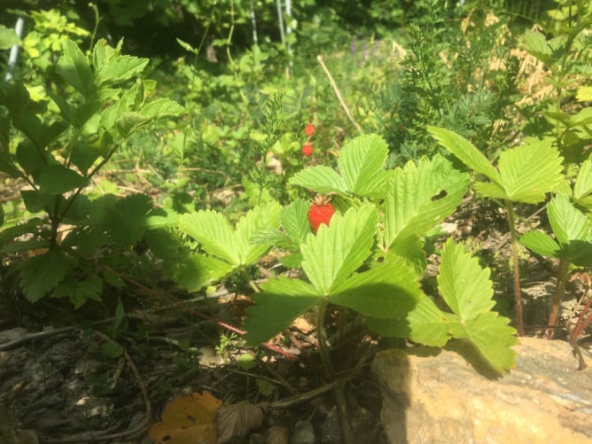 Fraise des bois dans une de mes parcelles (premiere année en Biodynamie)