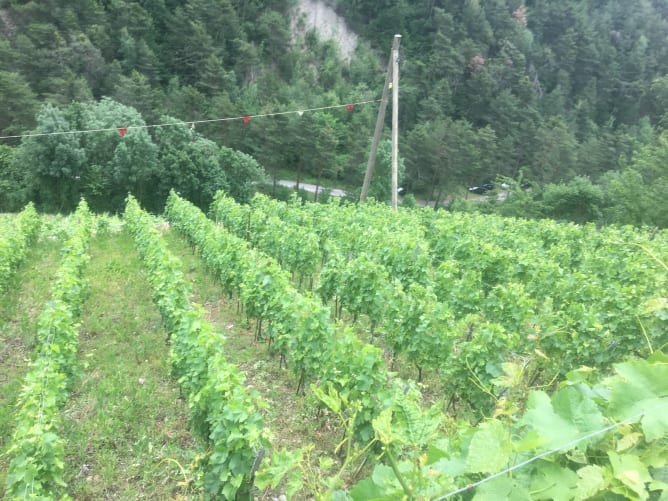 Un des parcelle de Gamaret (1ère année en Biodynamie)