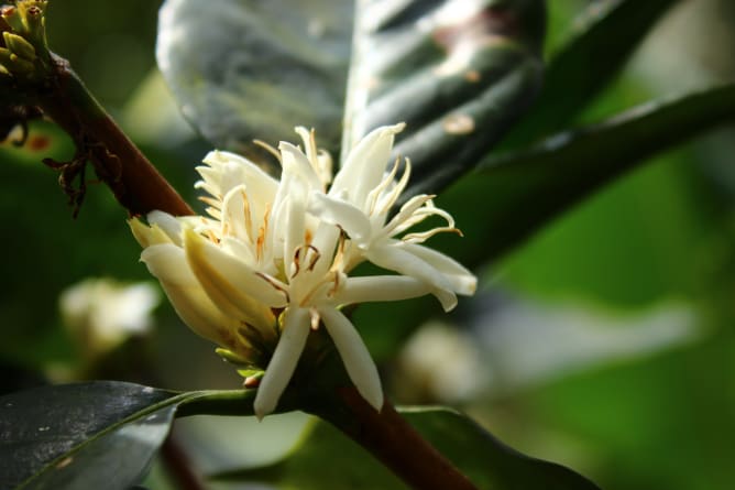 la fleur de café, fragile espoir d'une bonne récolte...