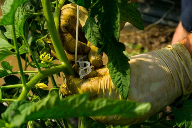 Clipage des plants de tomate