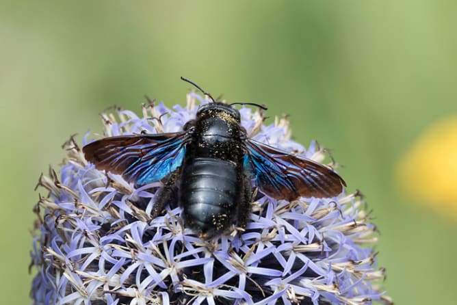 Die Blaue Holzbiene nistet in Totholz