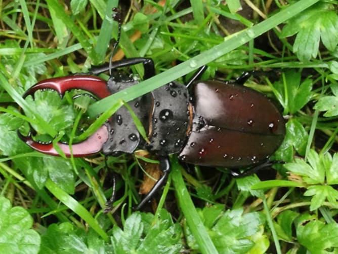 Der Hirschkäfer profitiert ebenfalls.