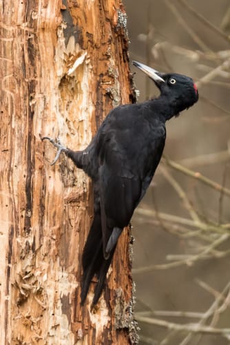 Mehr Biodiversität: zum Beispiel der Schwarzspecht