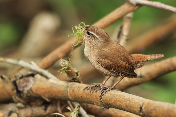 Zaunkönig: Nestbau im Totholzhaufen