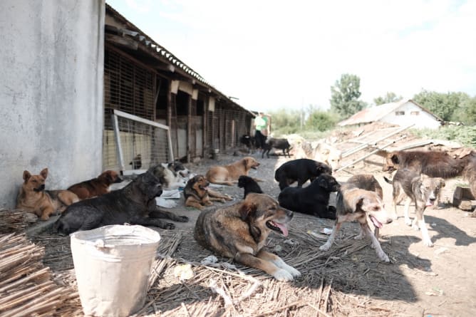 Auf der Hundefarm in Rumänien