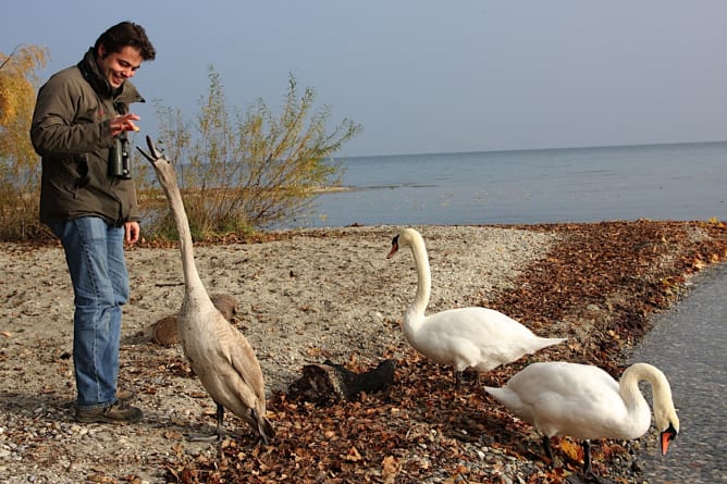 cygne tuberculé