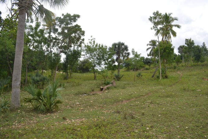 Biggest field where we will grow our forest garden