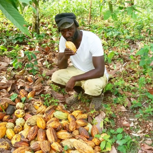 Et voilà l'origine de votre tablette NOANOA chocolat !