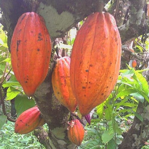 Les cabosses de NOANOA chocolat