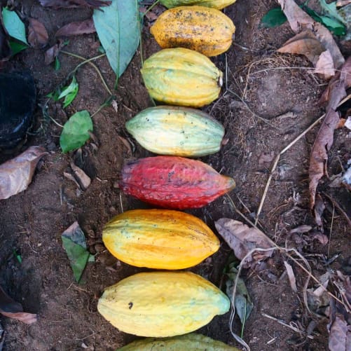 the several cocoa beans variety of NOANOA chocoalt, 1 color = 1 variety