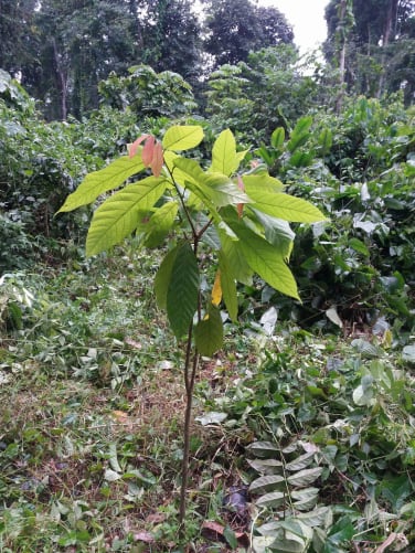 a young cocoa tree, the future of NOANOA chocolat