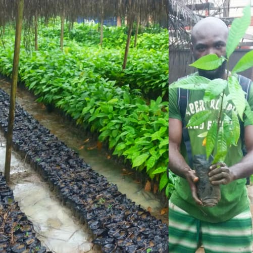 au petit soin dans la pépinière de NOANOA chocolat, pour s'assurer que depuis le tout début les cacaoyers soient BIO.