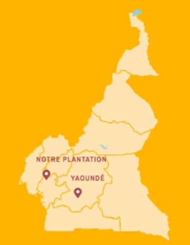 Notre plantation au Cameroun
