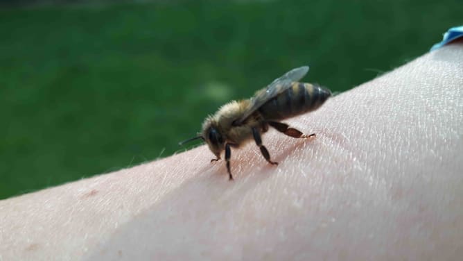 Mit unseren Bienen verbunden
