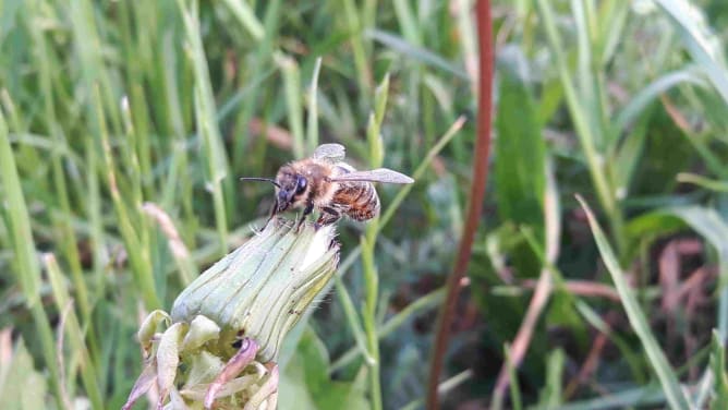 Für einander bestimmt- Bienchen und Blume