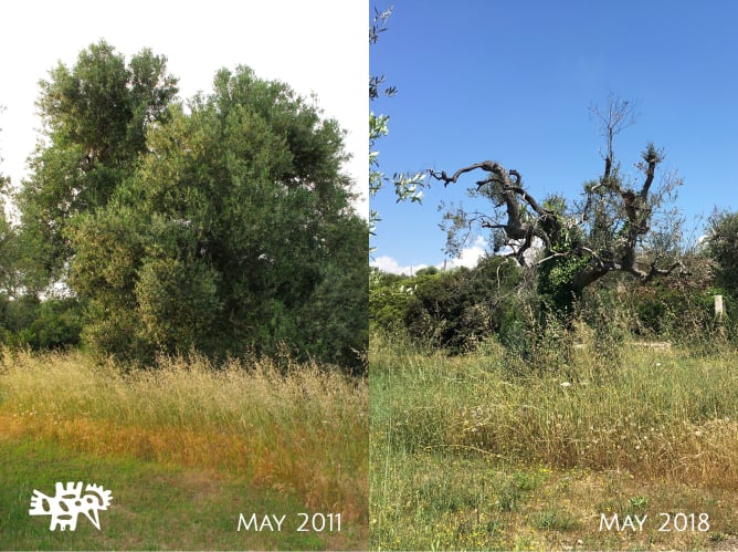 Unser schlimmster Fall von Xylella Fastidiosa. Die anderen Bäume sehen noch besser aus.