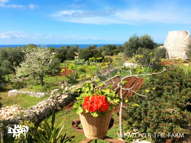 View over our olive grove