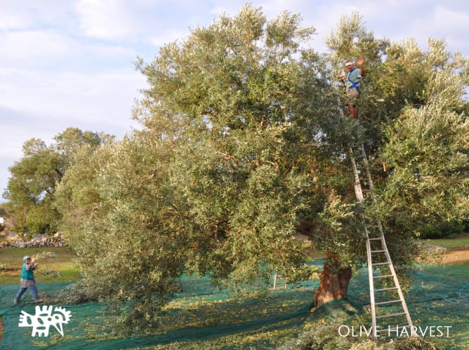 Olive Oli Production Crash Course