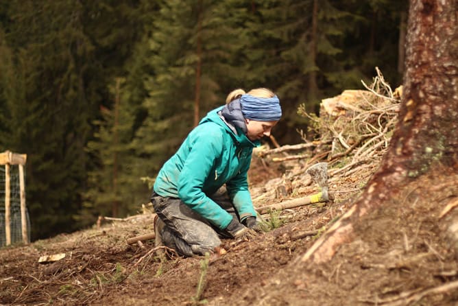 Pflanzung im Bergwald.