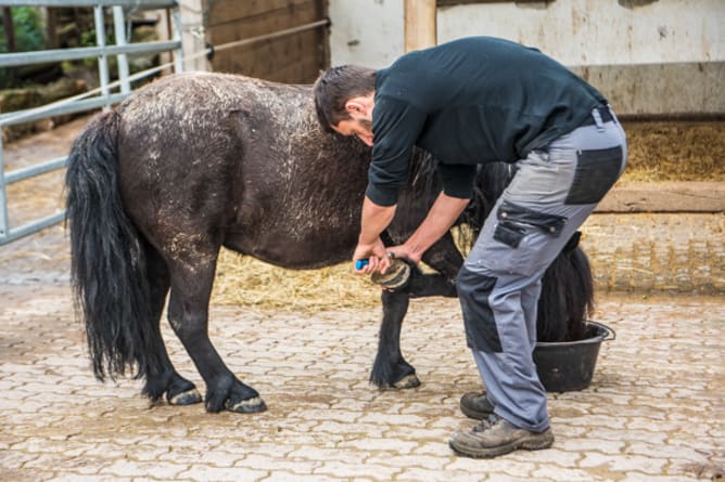 Arbeitsbereich «Tiere»