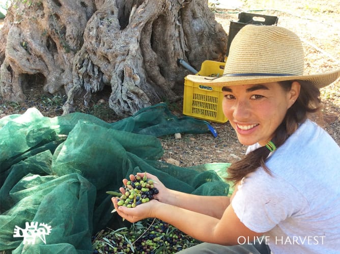 Olive farmer