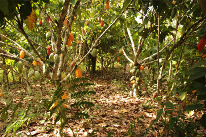 Cocoa plantation in 2016