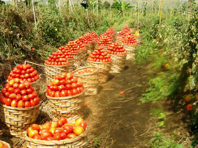 Harvesting tomatoes in the biodiversity plantation