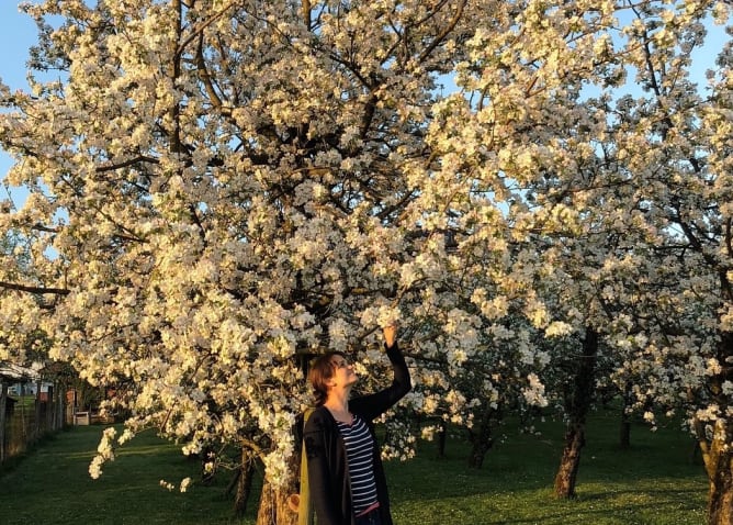 Blühender Apfelbaum im April