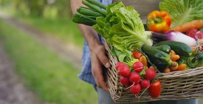 frische regionale Zutaten