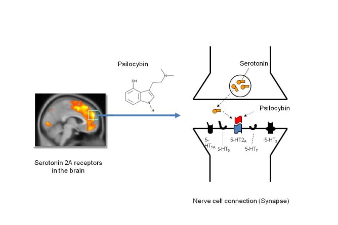 Psilocybin is structurally closely related to the neurotransmitter serotonin and produces its psychological effects primarily via seronin 2A receptor activation in the brain