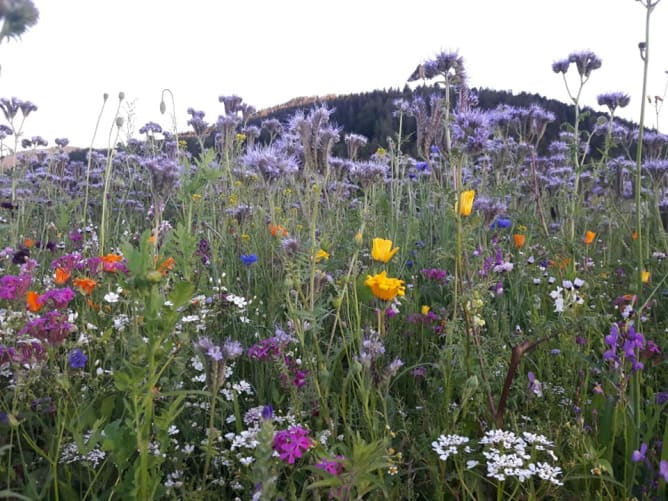 ausgiebige Bienenweide 