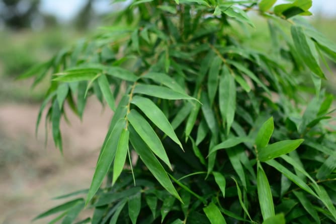 Bamboo leaves