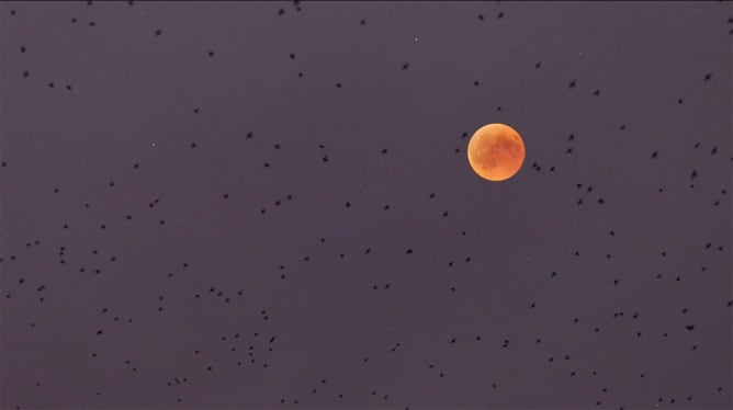 Artistic freedom lets the swarms fly in front of the blood moon