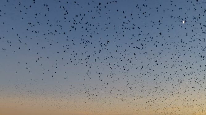 Der Mond ist oft dabei, da die Vögel abends kamen